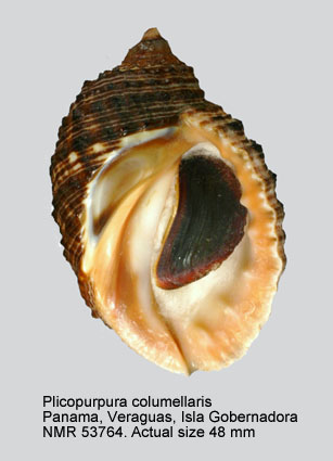 Plicopurpura columellaris.jpg - Plicopurpura columellaris(Lamarck,1816)